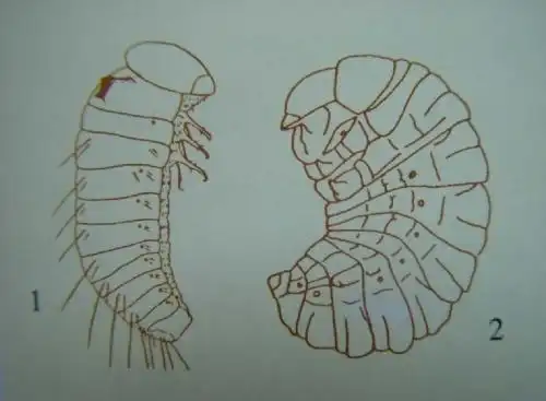 菜豆象简笔画菜豆象的简笔画豌豆象简笔画视频豆角简笔画 儿童画蔬菜