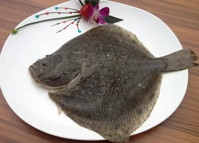 多宝鱼 比目鱼 约1斤/条