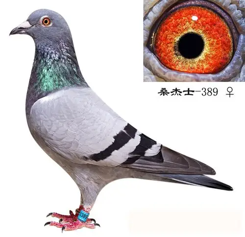 桑杰士-389_上海金盾鸽舍_ag188.com爱鸽商城_中国信鸽信息网