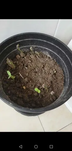 早上起床惊喜的发现种下3天的向日葵发出了嫩芽,有几颗还顶着葵花籽的