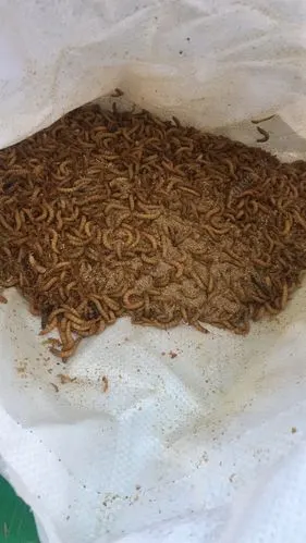 试钓面包虫!非要十个字