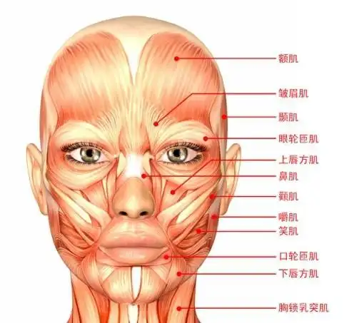 右图是头部肌肉构成及肌肉的运动方向.