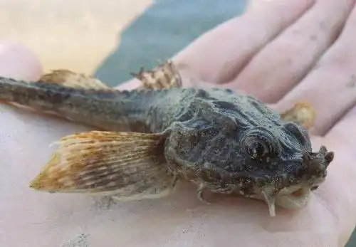 物种图册-八角鱼