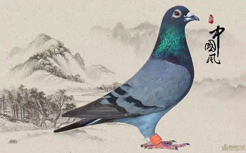 极速强翔_相册_极速强翔 - 赛鸽资讯网