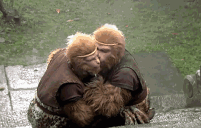 猴子gif亲吻gif恋爱gif搞笑gif