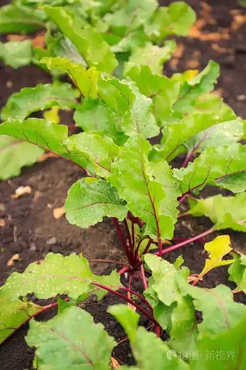 甜菜生长在花园里的植物