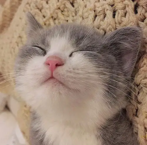 三人头像,萌猫头像,猫咪头像,多人头像,闺蜜头像,闺蜜三人头像,女生