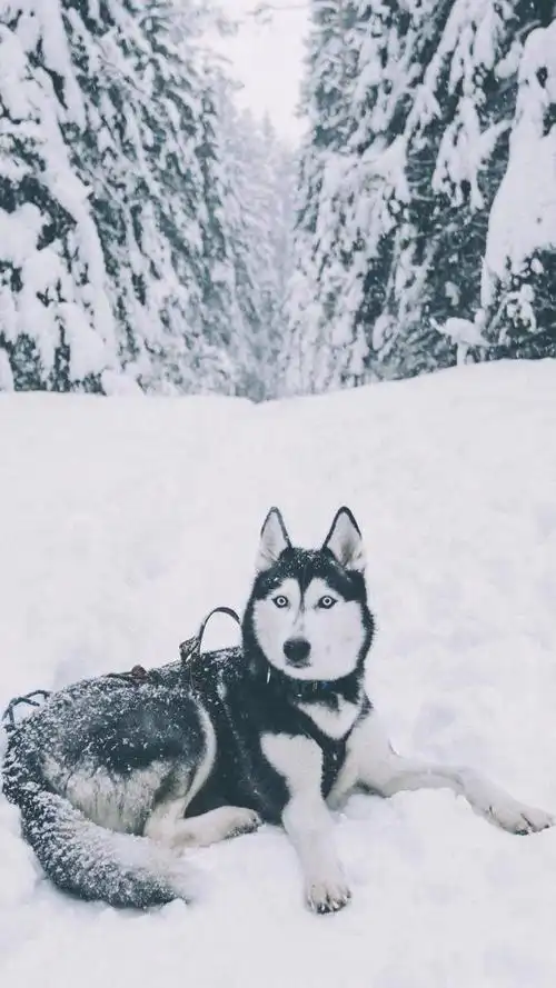 雪橇犬哈士奇雪地图片