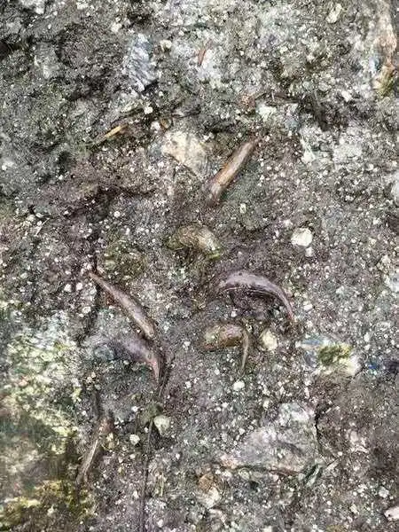 原创嗜血如命的蚂蟥,原来在墨脱如此常见,你怕了吗?