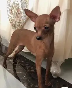 纯种小鹿犬活体幼犬迷你笃宾犬小型吉娃娃犬宠物狗铁包金小狗小鹿