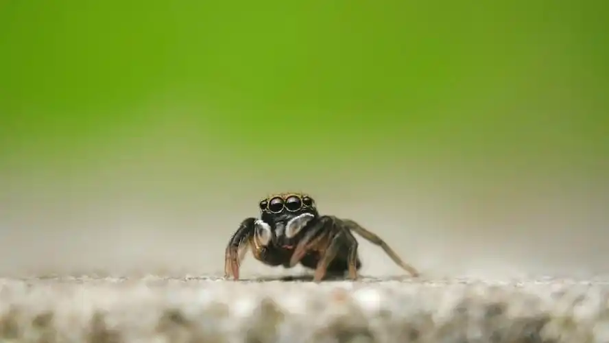 手机微距卡姿兰大眼睛萌萌哒的跳蛛