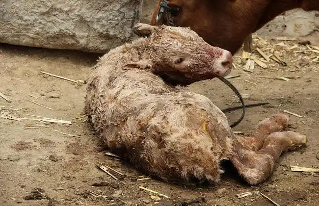 牛反复发烧是什么病牛高烧不退牛发热怎么办