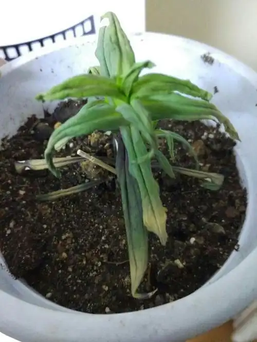 满天星叶子发黄,有点蔫,怎么回事?和它一起的另一盆就没这些问题.