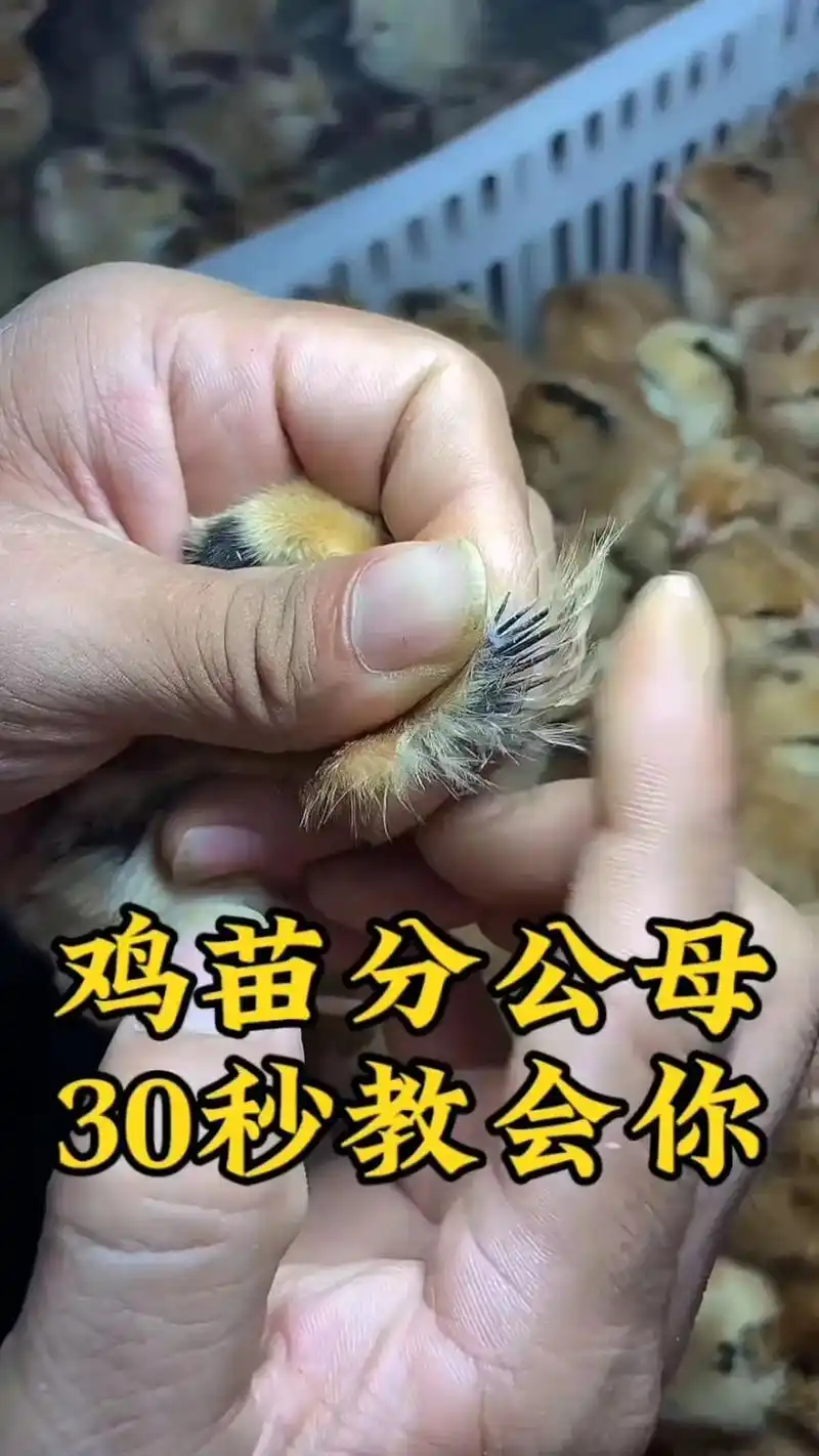 一招教会你鸡苗分辨公鸡,还是母鸡!#每天分享养殖小知识 #养
