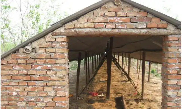 土鸡散养投资少本文教会您建鸡舍