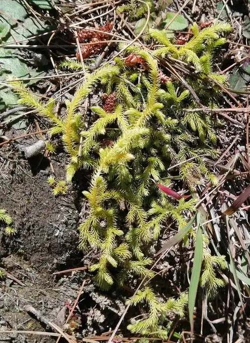 石松一种中草药