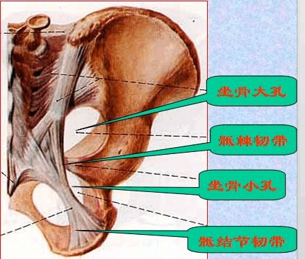 围绕坐骨大孔的结构 坐骨大孔是坐骨大