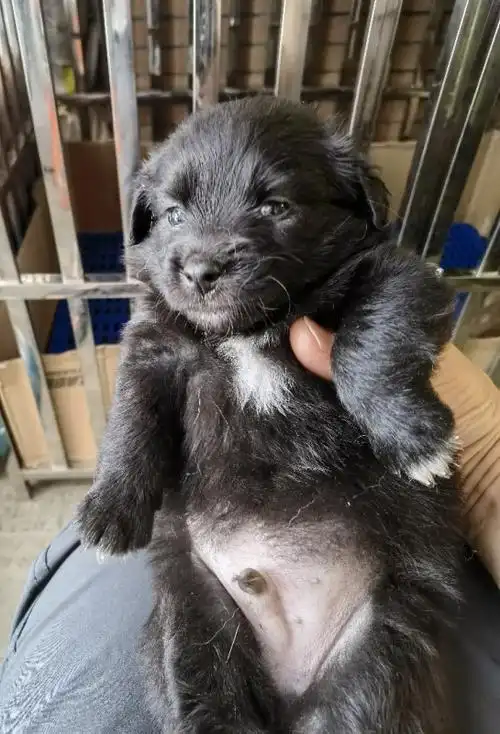 有全黑色中华田园犬吗 联系微信380543026