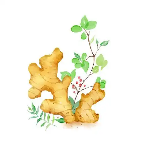 手绘小清新水彩风食物蔬菜生姜