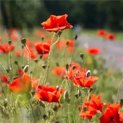 红色花朵头像个性唯美红色的罂粟花图片