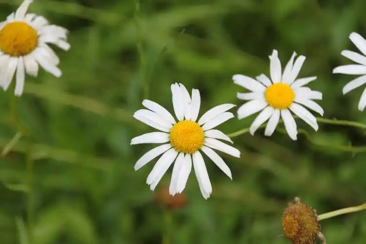 【春天花正开,蝶舞蜂飞摄影图片】江洋畈生态摄影_享受大自然_太平洋