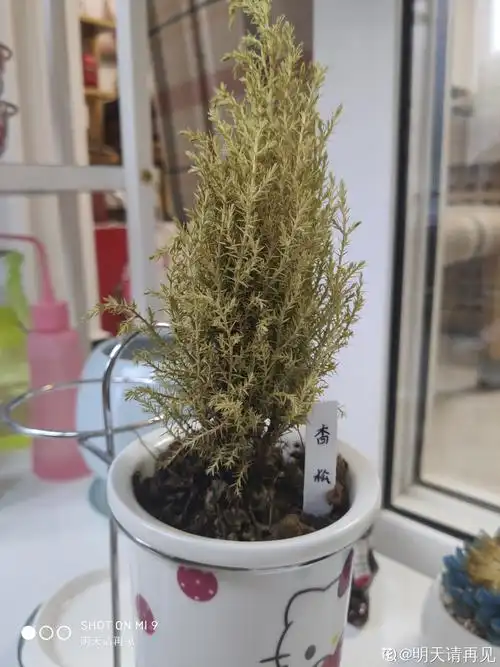 香松叶子发黄干枯怎么处理