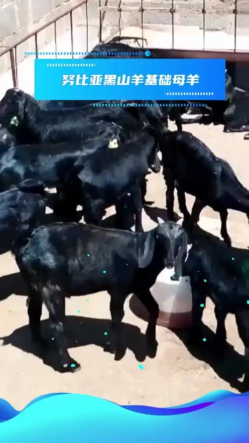 努比亚黑山羊种公羊耐粗食,好饲养