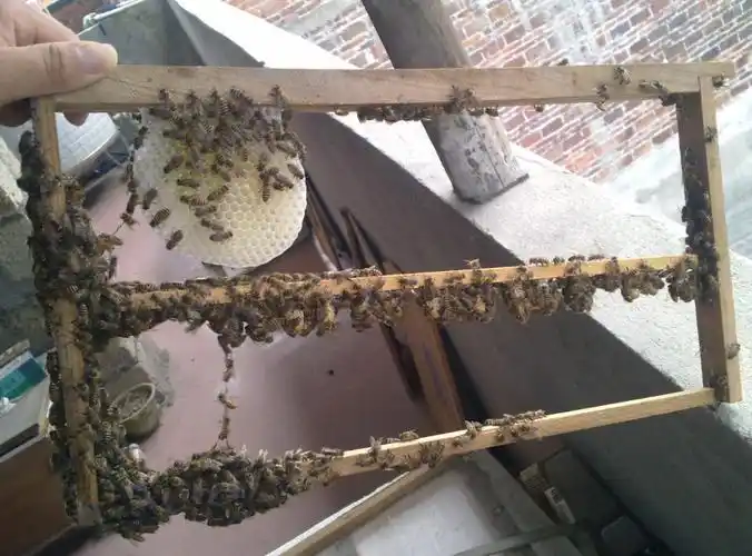 中蜂用什么方法批量育王的?