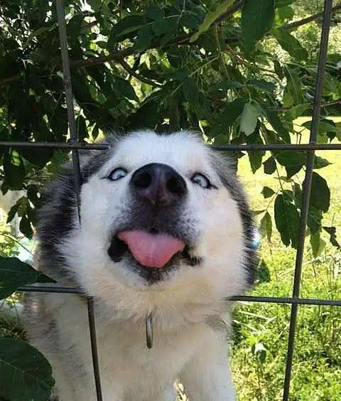 天呐这些狗狗也太搞笑了吧果然二哈还是最突出的那个