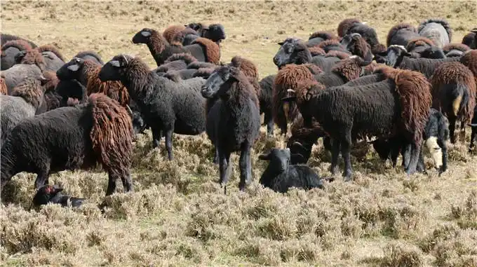 凉山州布拖县举办黑绵羊节砥砺奋进在脱贫致富路上的一匹黑羊