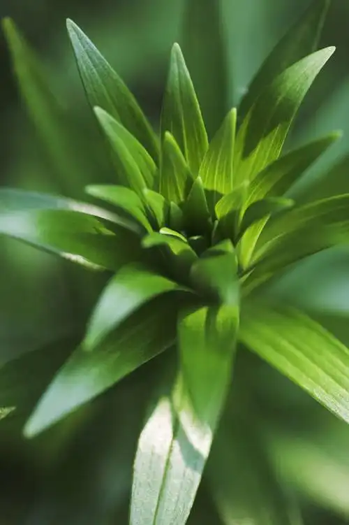 无人,竖图,室外,特写,白天,美景,植物,百合花,叶子,景观,绿色,自然