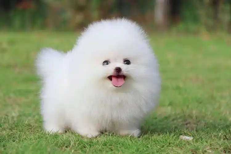 一折宠物活体 狗狗 小型犬 袖珍_纯种球体博美犬茶杯型幼犬袖珍长不大