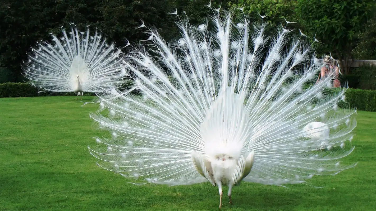 从未见过的白孔雀开屏,高清图片,电脑桌面-壁纸族