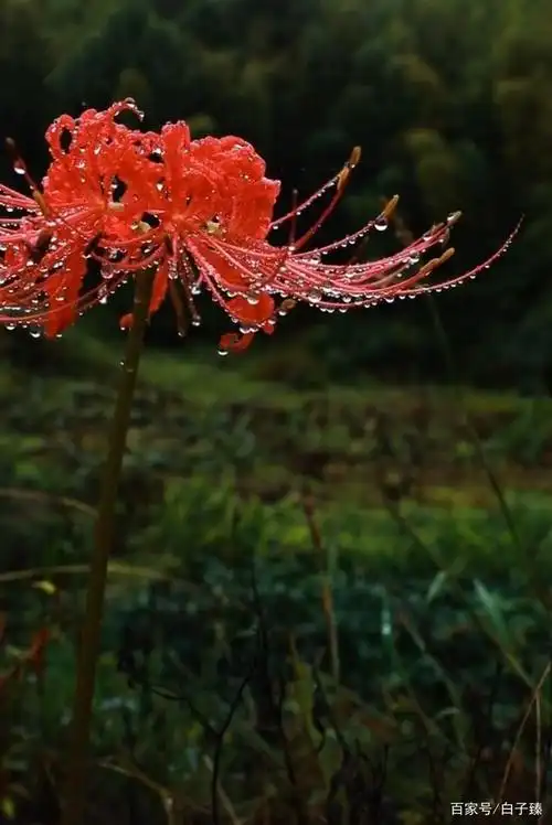 彼岸花图片(彼岸花图片大全大图)