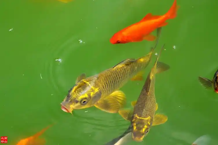 游中国唐苑—拍金鲤鱼【原创摄影】