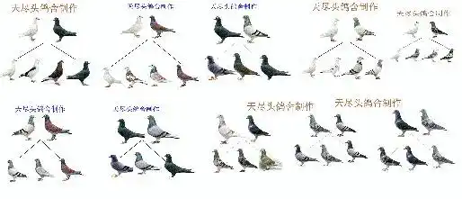 黑赛鸽雄配雨点雌出什么颜色鸽子