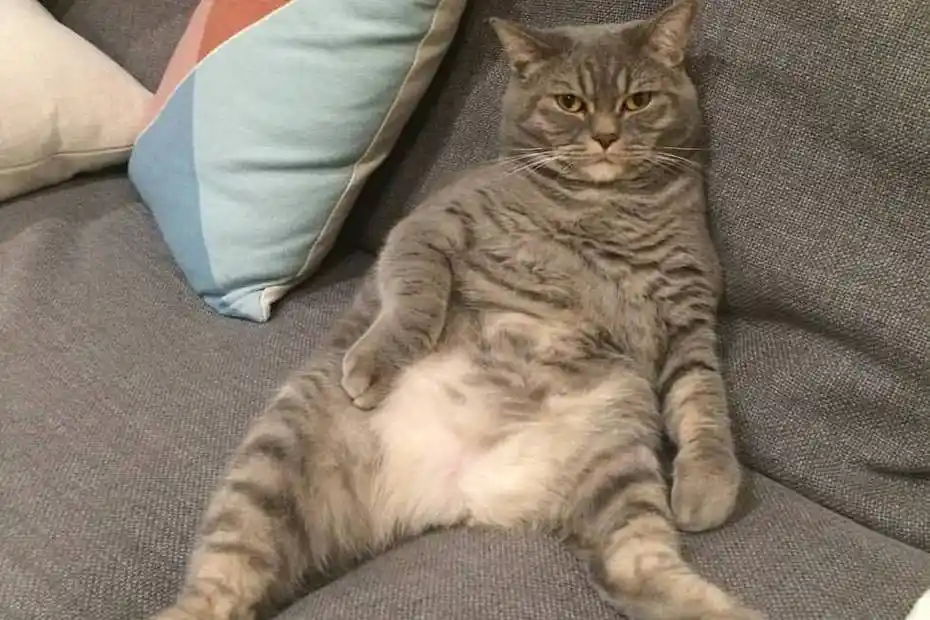 猫咪上演葛优瘫姿势颇为放肆