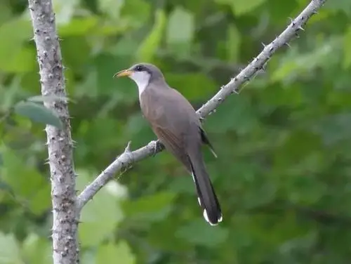 青岛声音 | "布谷 布谷" 又到一年麦黄时_夏侯鸟