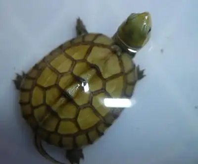 出售自家繁殖黄喉黄缘头苗(可团购)