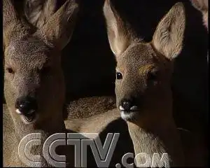 狍子养殖合中有分(2007.2.8)