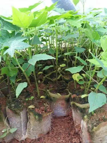 木瓜苗怎么培育