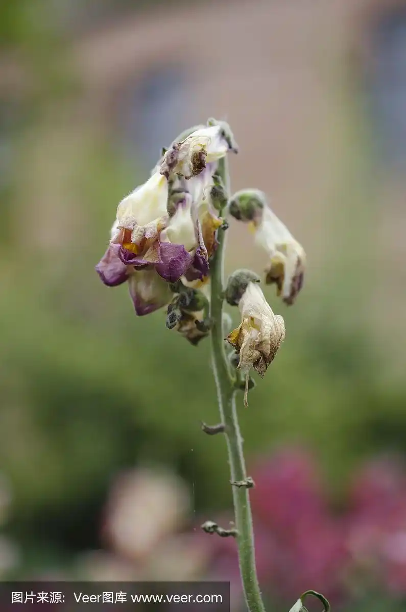 枯萎的花朵特写