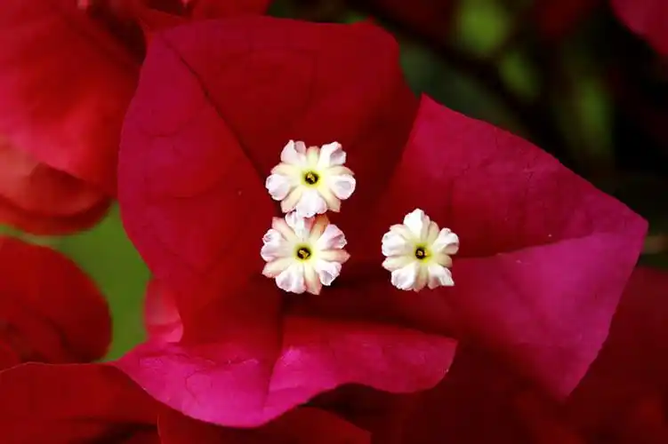 艳丽红花三角梅 (共 9 p)