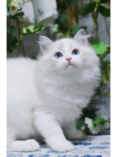 蓝山双布偶妹妹杭州猫舍