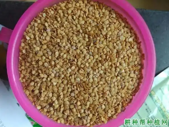 茄子种子质量如何鉴别茄子育苗需要多少种子