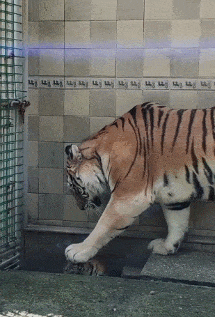 309_455竖版 竖屏gif 动态图 动图