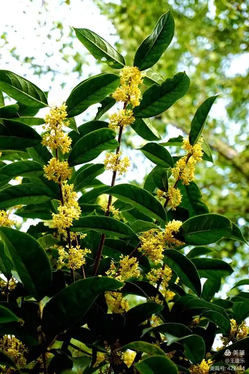 金桂香飘 20.9.29