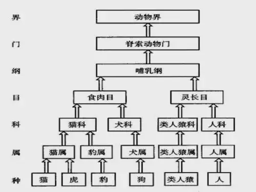 第二节从种到界