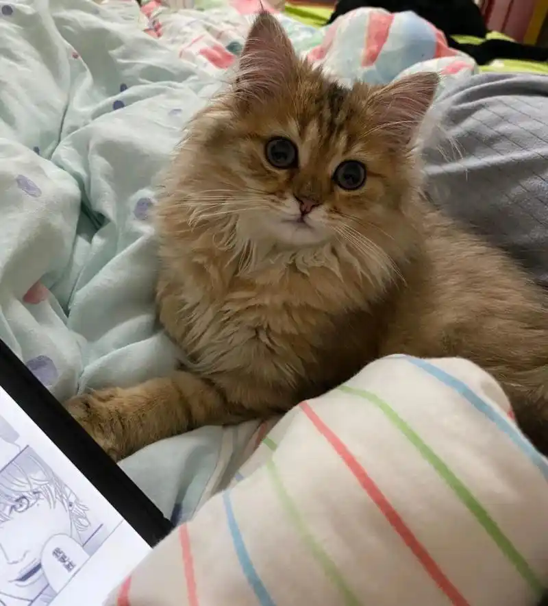 4斤了,请问下大家成年金虎斑猫一般能有多重,体型大吗?