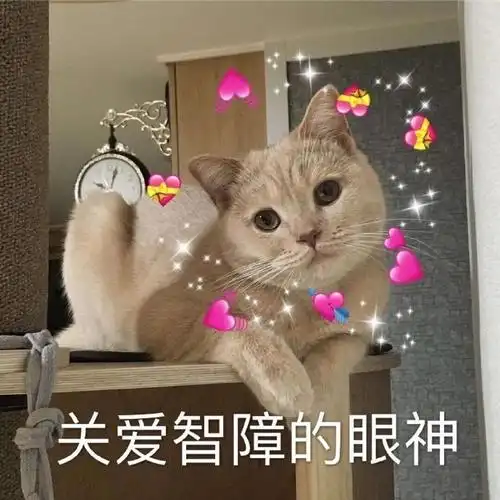 萌宠gif喵星人gif关爱智障的眼神gif你还好吗gif呆萌gif可爱gif